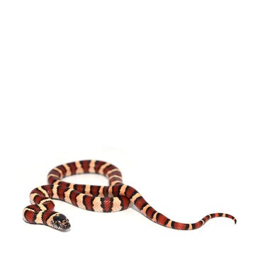 Thayers King Snake
